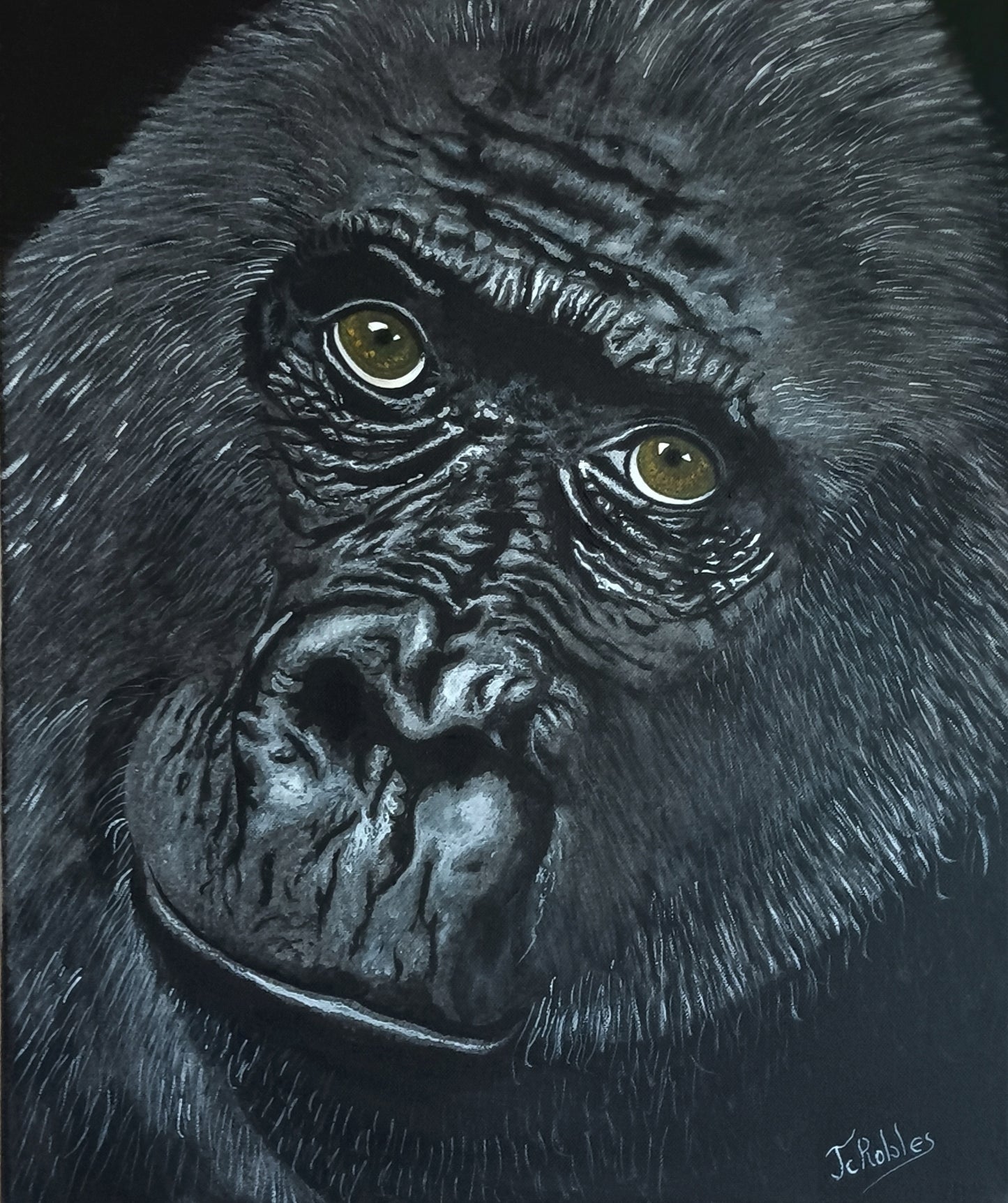 1C - Gorille au regard profond qui semble nous interroger.